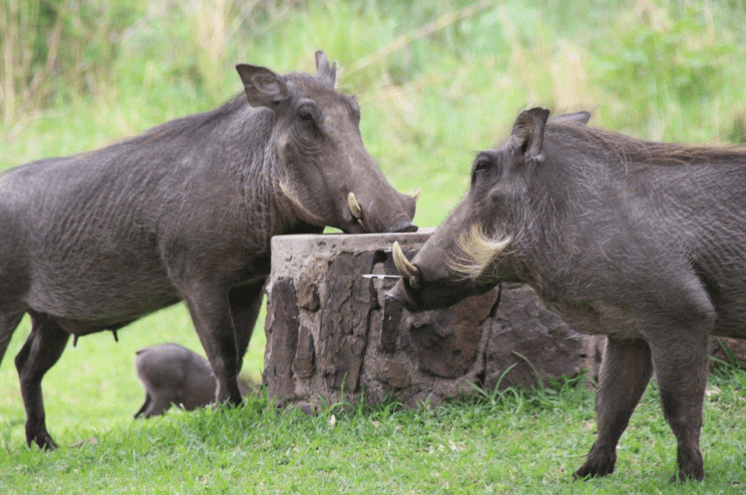 Never a dull day at Ilala Lodge!
