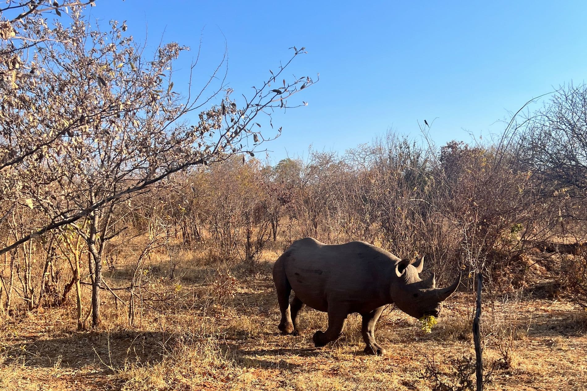 Game Drives - Image 4