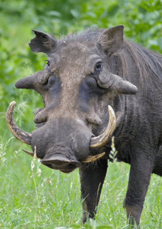 wildlife-3