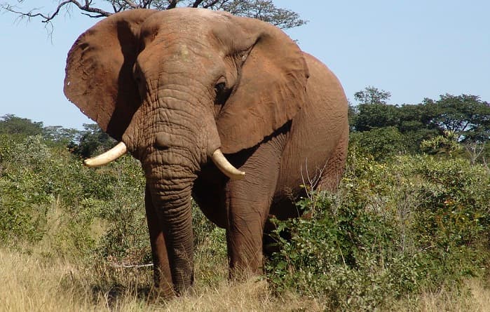 The Victoria Falls Anti-Poaching Unit