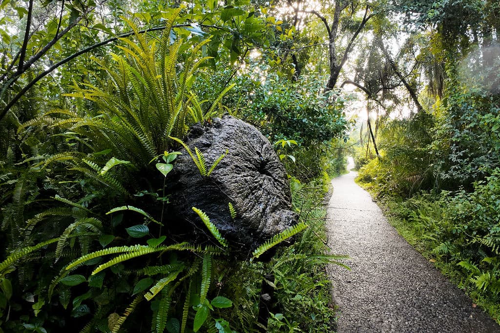 Exploring the Rich Fauna & Flora of Victoria Falls