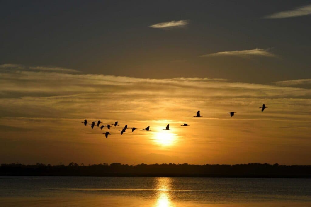The 5 Best Birds to Tick Off Your List in Victoria Falls