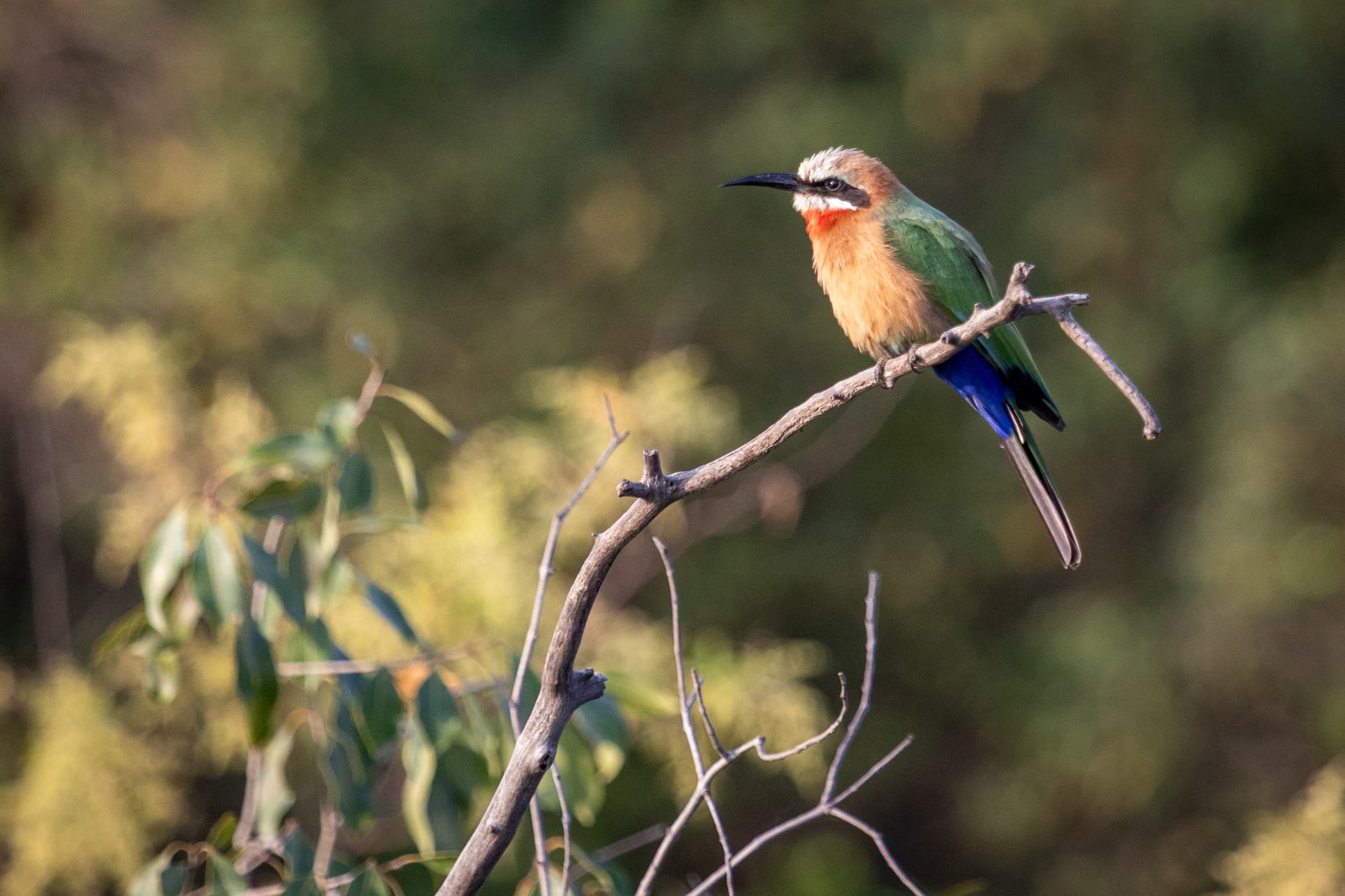 Sunrise River Cruise - Image 5