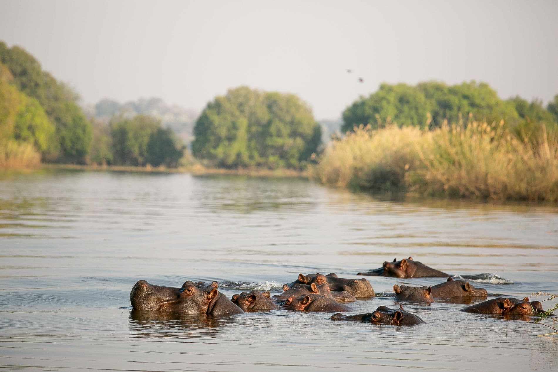 Cruises on the Zambezi River - Image 4