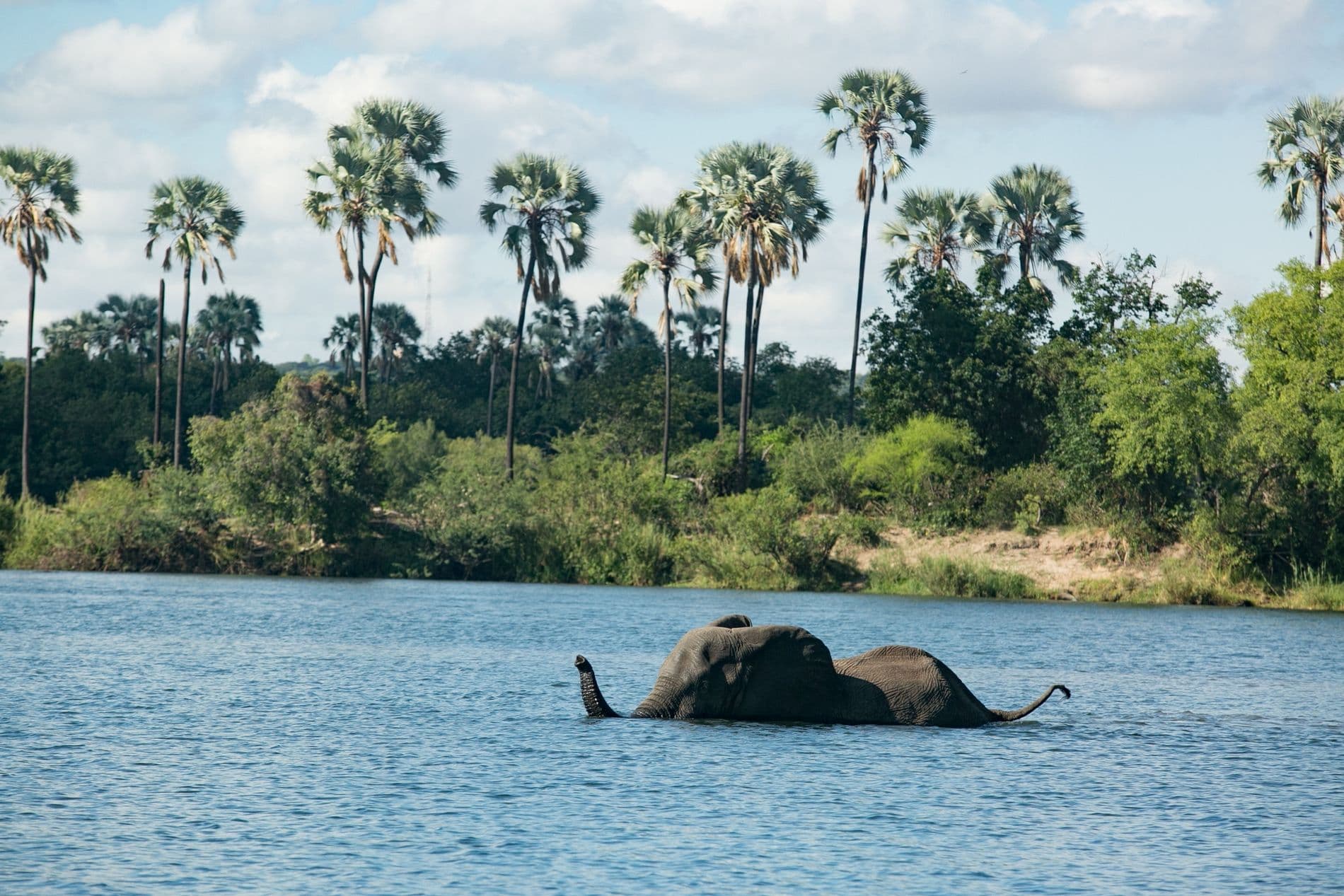 Cruises on the Zambezi River - Image 5