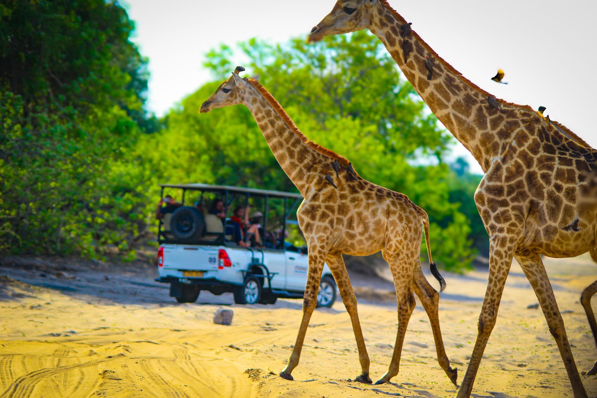 Chobe & Hwange National Parks - Image 3