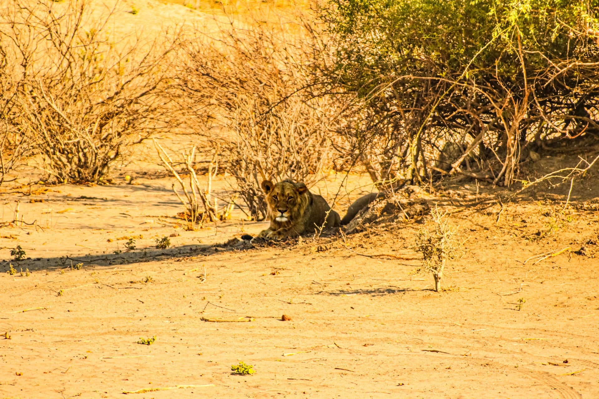 Chobe & Hwange National Parks - Image 5