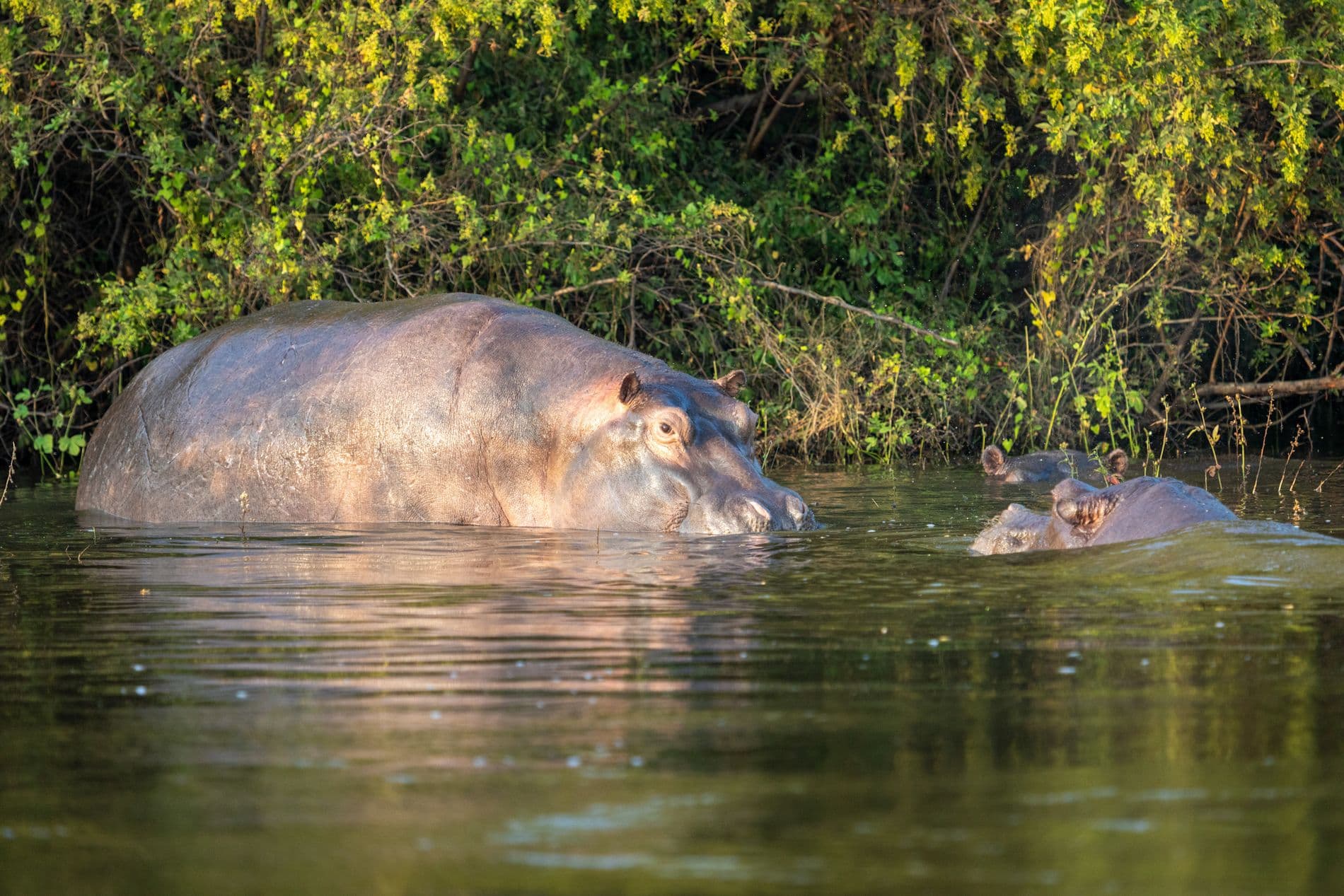 Cruises on the Zambezi River - Image 1